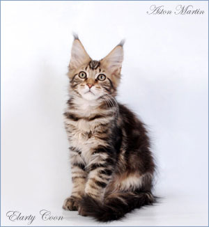 -  (maine coon)